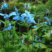 Meconopsis  'Inverewe'